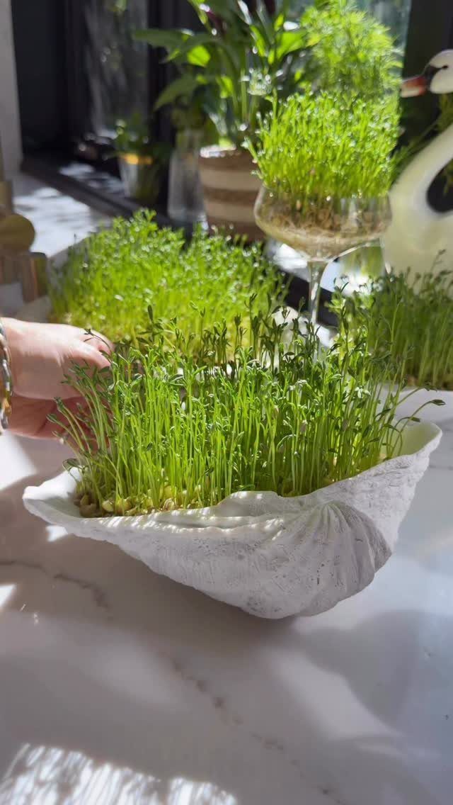 Green microgreens growing in a white shell-shaped bowl and a glass on a marble surface.