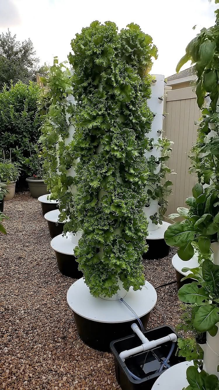 Vertical hydroponic towers covered in dense green leafy plants standing on gravel in a garden.