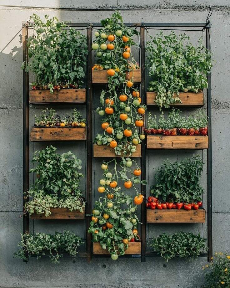 Wooden planters mounted on a black metal frame growing various green plants and tomatoes against a wall.