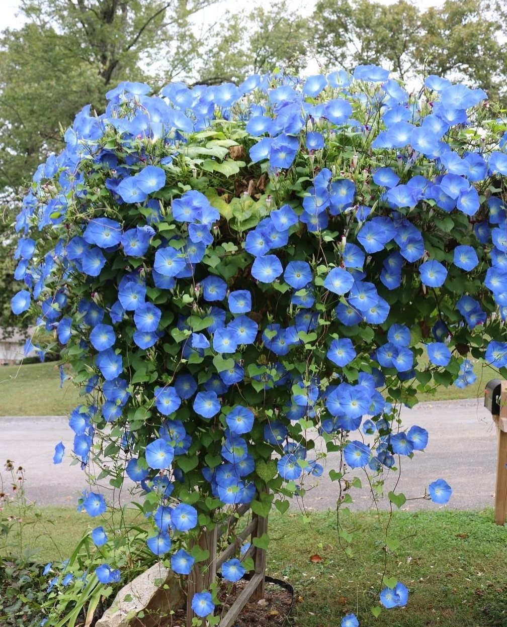 16 Small Home Landscaping Ideas That Fit Any Plot 15 Vibrant blue morning glory flowers blooming profusely over a wooden garden trellis structure.