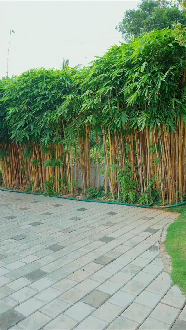 16 Small Home Landscaping Ideas That Fit Any Plot 8 Tall bamboo plants with yellow stalks forming a dense green privacy screen along a stone patio.