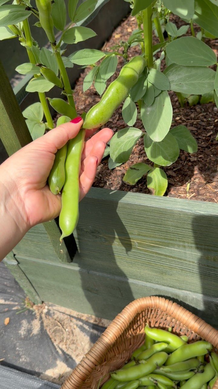 A hand holding two large green broad bean pods growing in a raised garden bed.