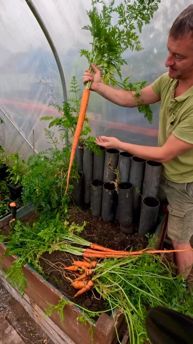 A man holding a large orange carrot next to freshly harvested carrots in a wooden planter.