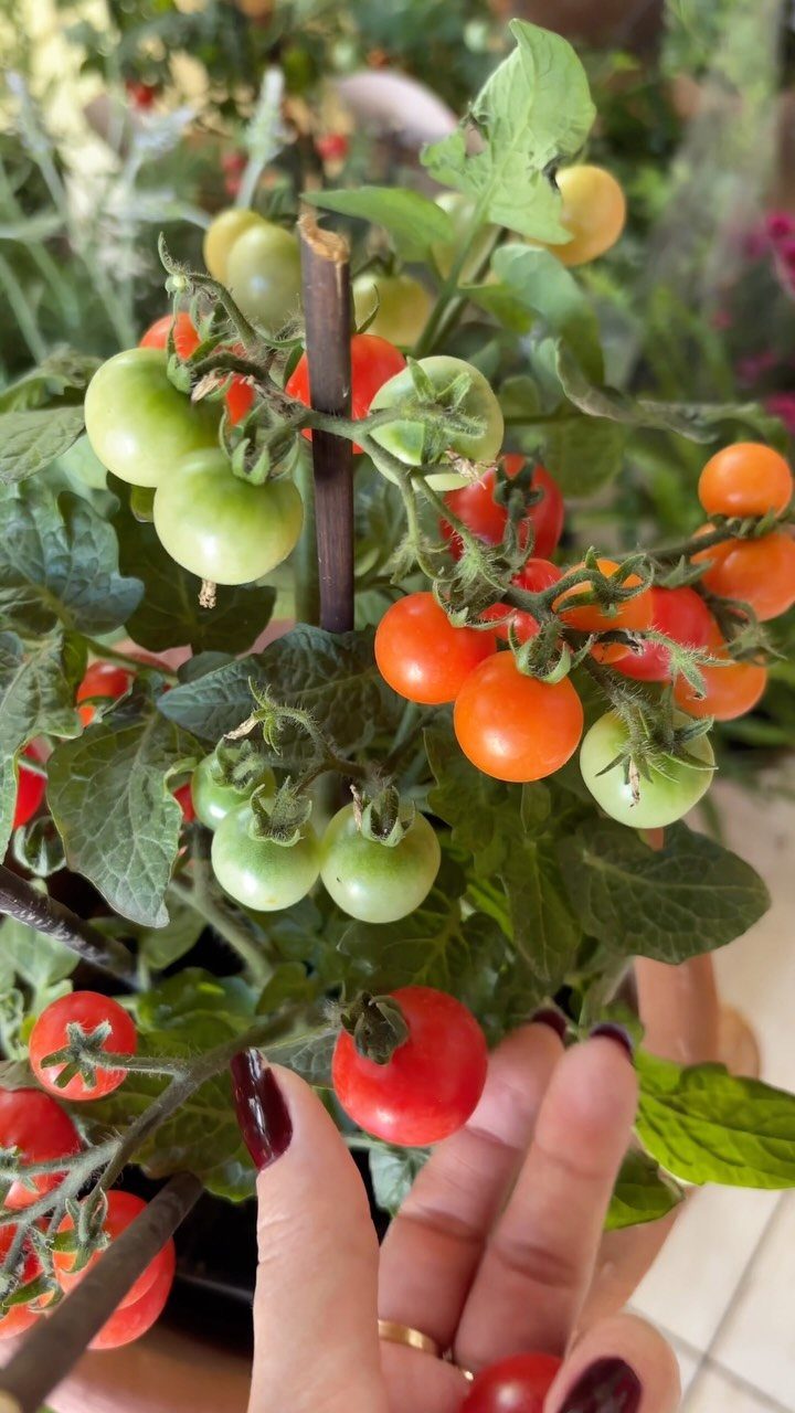 Cherry tomato plant with clusters of red, orange, and green tomatoes growing in a pot.