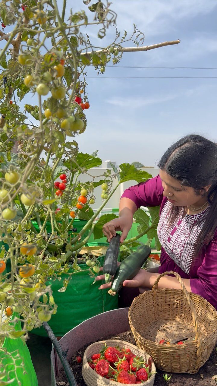 A woman harvests a large zucchini from a plant growing in a green container on a rooftop.