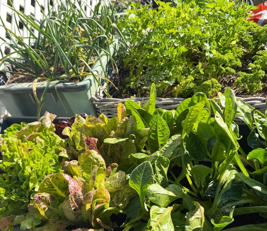 Green and reddish lettuce leaves growing densely in a sunny garden container.