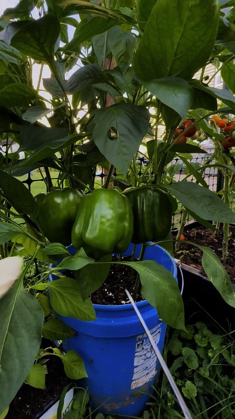 Green bell peppers growing on a leafy plant inside a blue plastic bucket outdoors.