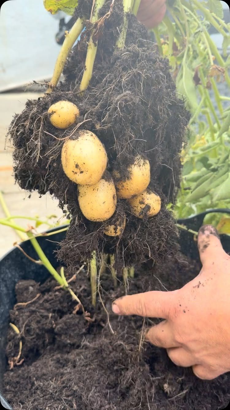 Small potatoes attached to dark soil and roots being lifted from a black container.