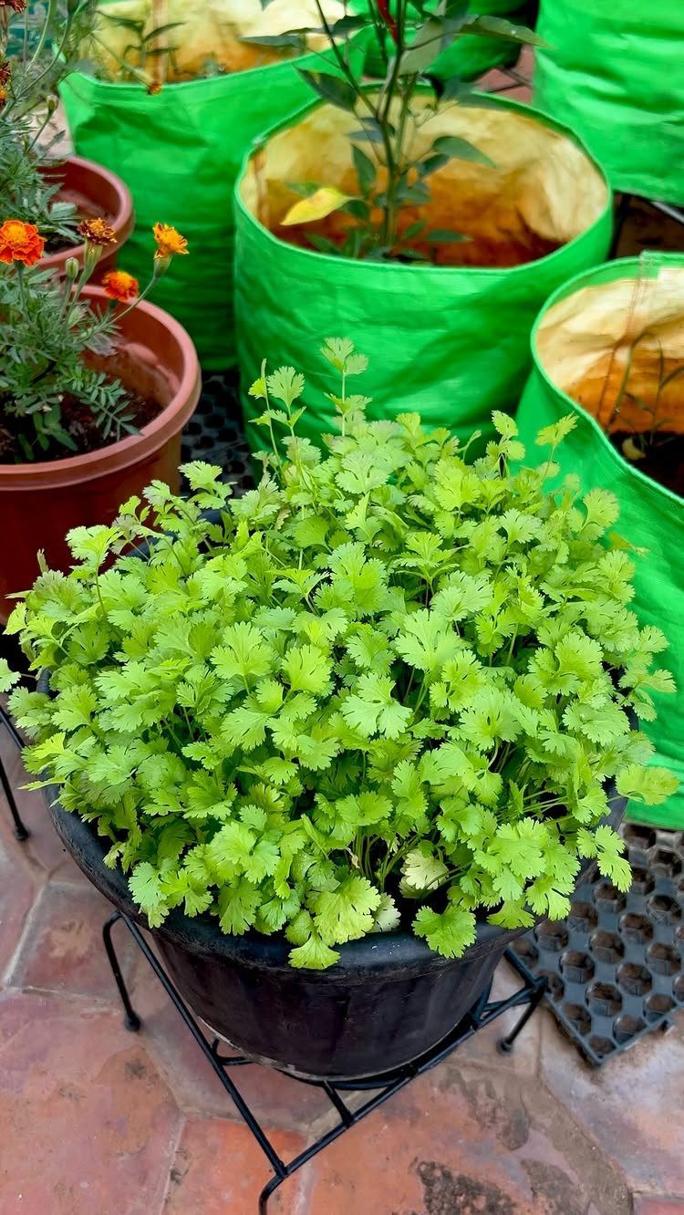 Green cilantro plants growing densely in a black container on a patio setting.