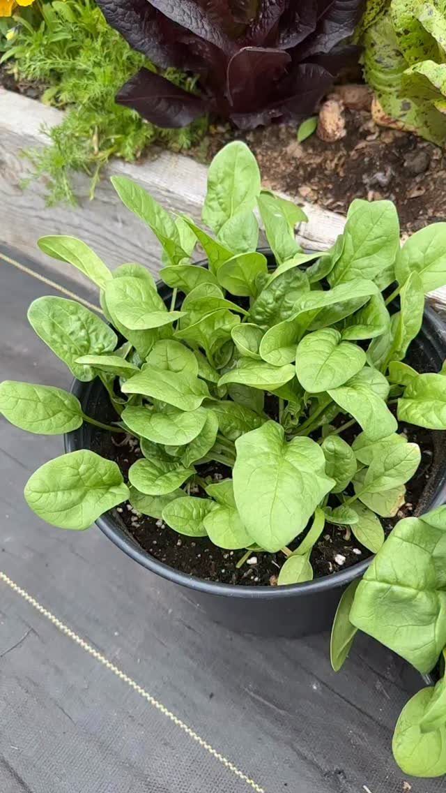 Green leafy spinach plants growing densely inside a black plastic pot on a garden bed.